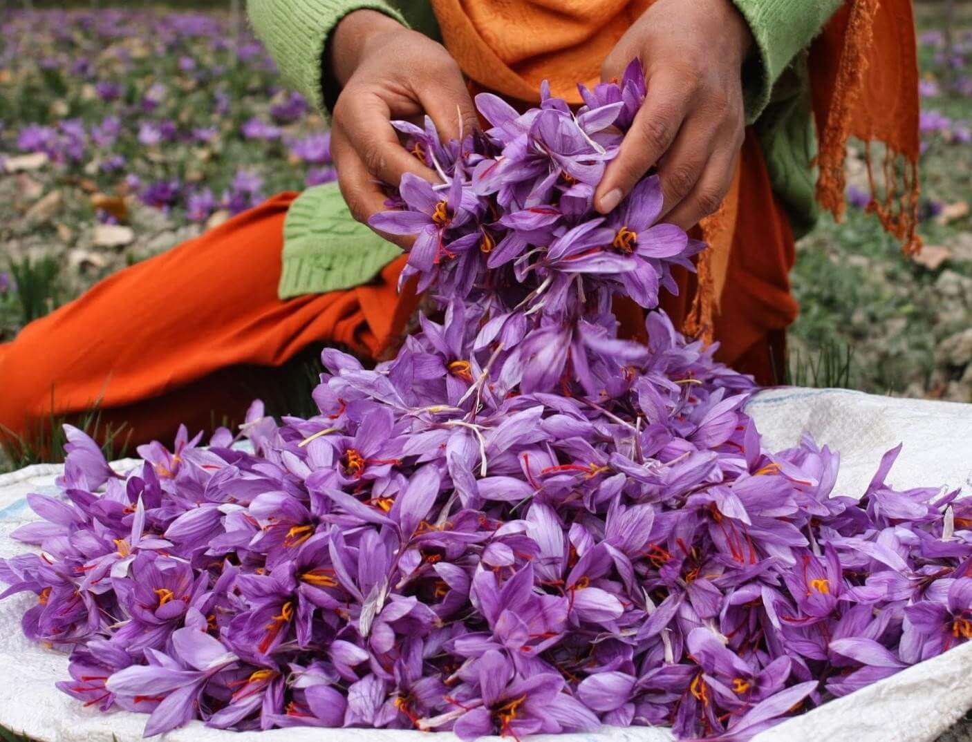 تصویر 5 از خرید و قیمت انواع زعفران نرمه درجه یک