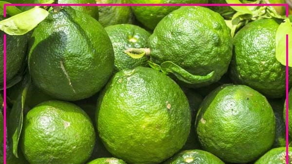 تصویر 2 از قیمت خرید نارنگی سبز نوبرانه شمال با فروش عمده