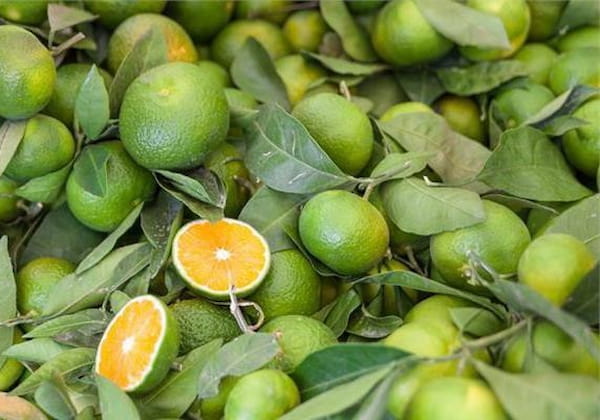 تصویر 4 از قیمت خرید نارنگی سبز نوبرانه شمال با فروش عمده