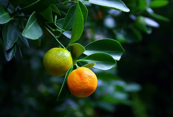 تصویر 1 از قیمت خرید نارنگی سبز ژاپنی عمده به صرفه و ارزان