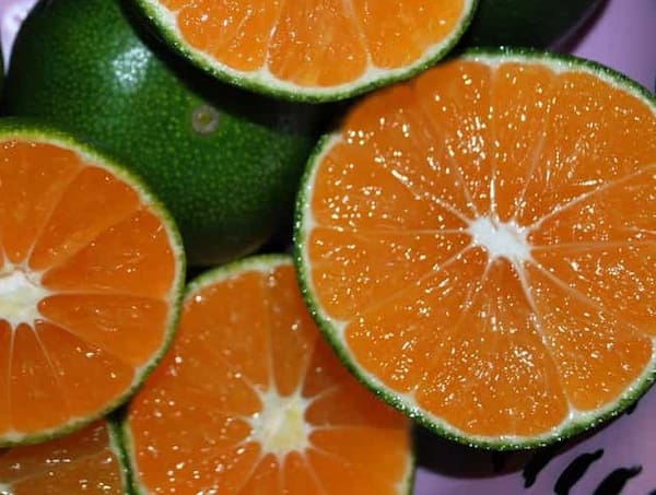 تصویر 2 از قیمت خرید نارنگی سبز ژاپنی عمده به صرفه و ارزان