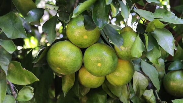 تصویر 5 از قیمت خرید نارنگی سبز ژاپنی عمده به صرفه و ارزان