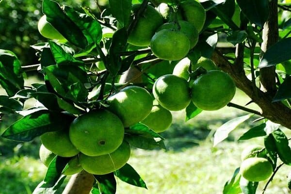 تصویر 3 از قیمت خرید نارنگی سبز ژاپنی عمده به صرفه و ارزان