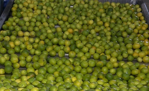 تصویر 4 از قیمت خرید نارنگی سبز ژاپنی عمده به صرفه و ارزان