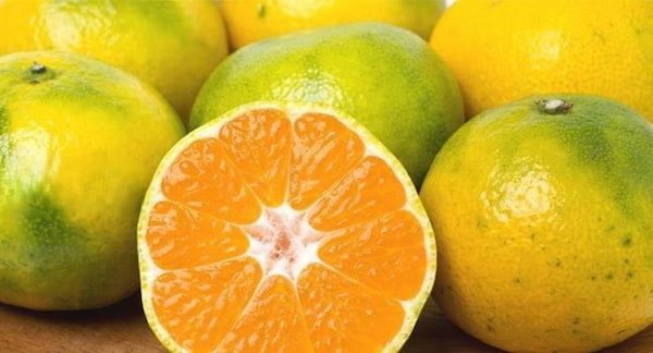 تصویر 4 از قیمت روز نارنگی سبز لامپی شمال