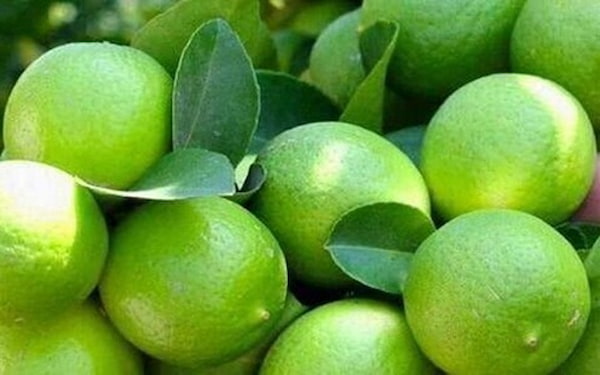 تصویر 2 از خرید و قیمت انواع نارنگی سبز اعلا