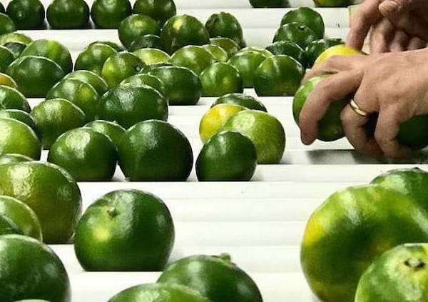 تصویر 5 از خرید جدیدترین انواع نارنگی سبز مازندران