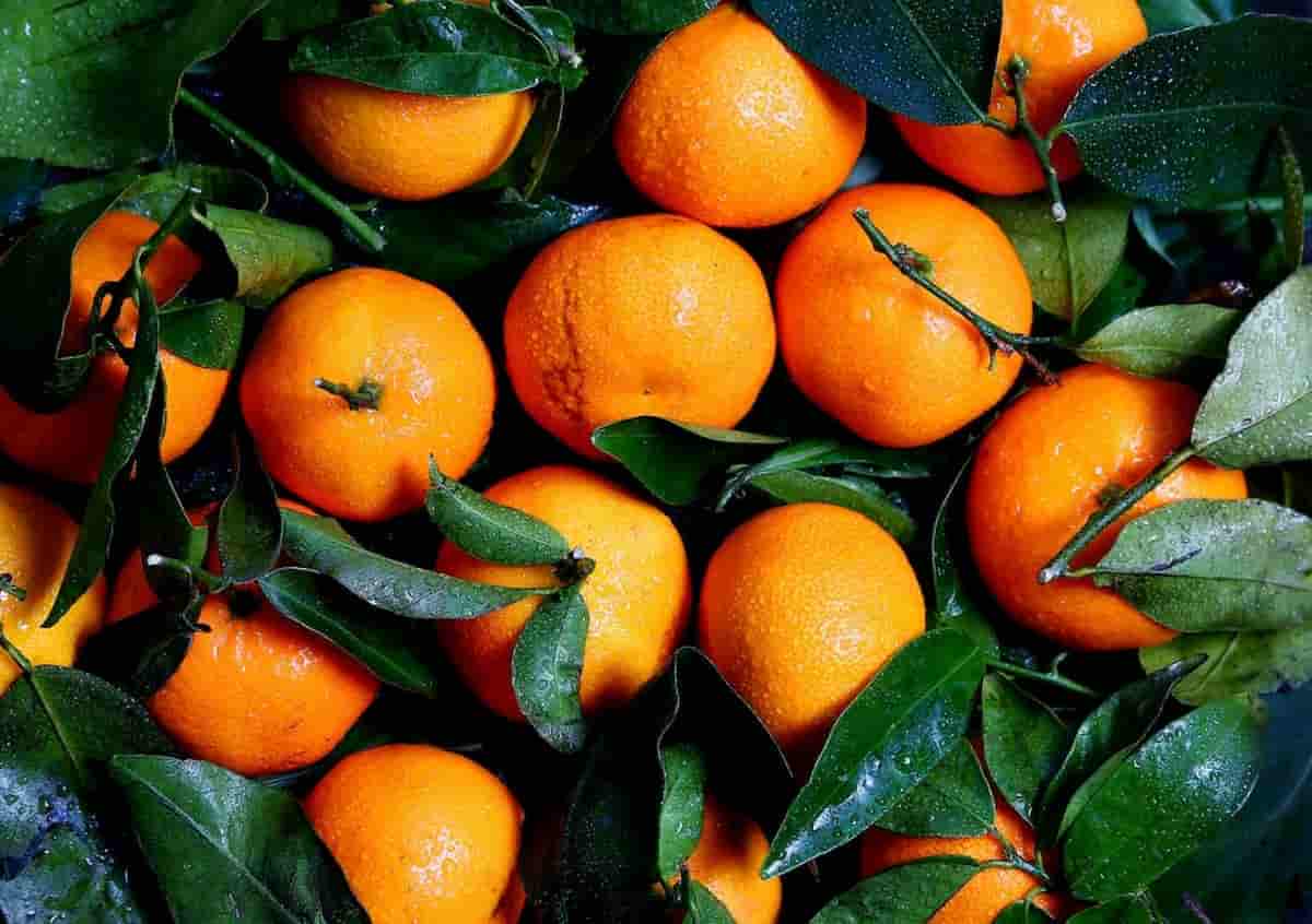 تصویر 5 از راهنمای خرید نارنگی ساتسوما اعلا + قیمت عالی