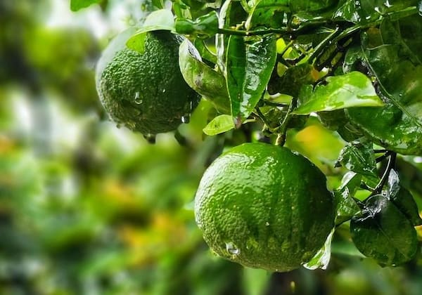 تصویر 2 از معرفی نارنگی سبز شیرین + بهترین قیمت خرید