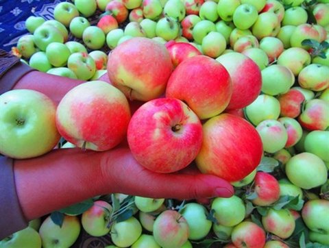 تصویر 3 از سیب فرانسوی دو رنگ