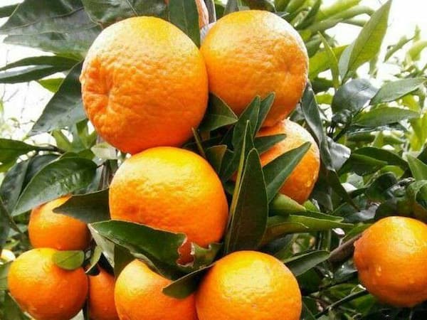 تصویر 3 از بهترین نارنگی پیج اعلا + قیمت خرید عالی