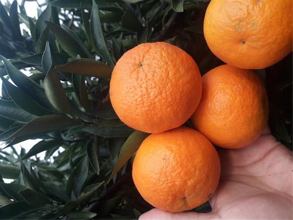 تصویر 1 از قیمت نارنگی پیج با طعم شیرین + پخش تولیدی عمده کارخانه