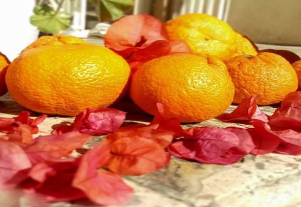 تصویر 5 از قیمت نارنگی پیج با طعم شیرین + پخش تولیدی عمده کارخانه