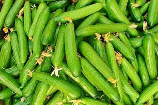 تصویر 2 از راهنمای خرید خیارشور دبه ای + قیمت عالی