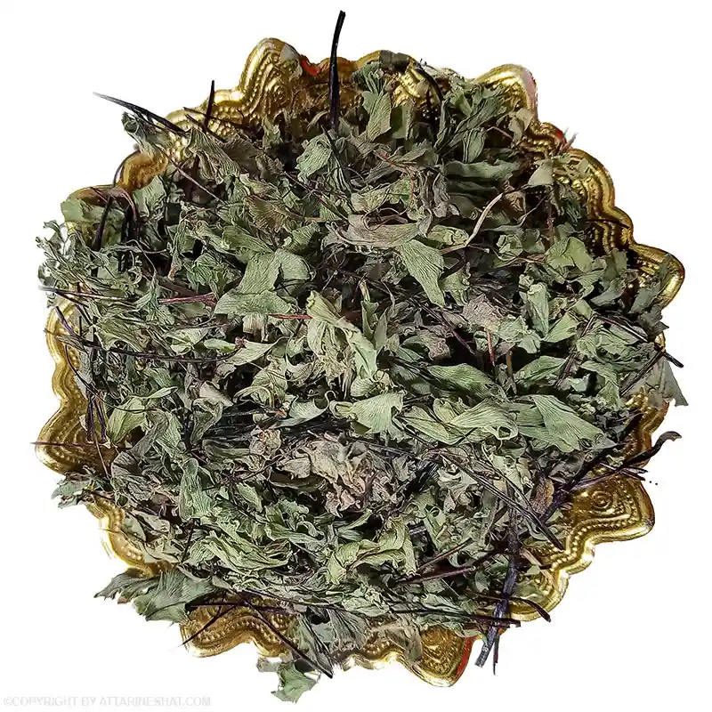 خرید عمده گزنه خشک با قیمت ویژه + خواص درمانی منحصر به فرد