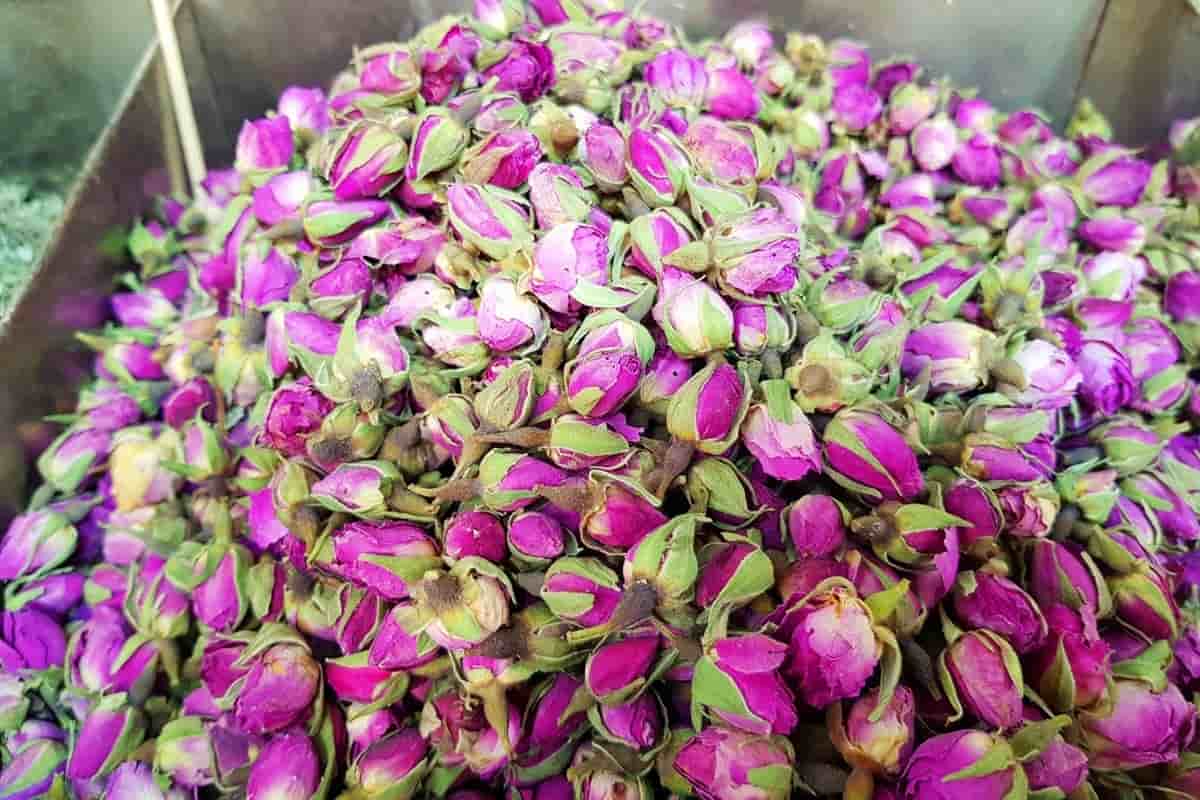 تصویر 1 از فروش غنچه گل محمدی رقم لاله زار کرمان