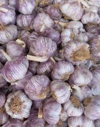 فروش عمده سیر قرمز آذرشهر صادراتی