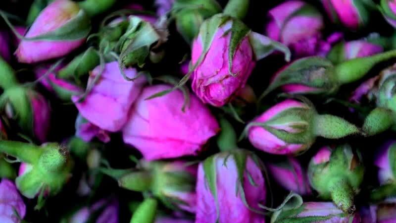 غنچه خشک گل محمدی همراه با قیمت باور نکردنی با شرکت فولاد گل