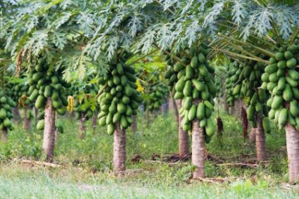 تصویر 3 از پاپایا درجه یک ردلیدی ایرانی + پخش مستقیم از مزرعه