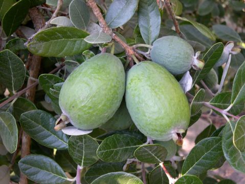 تصویر 4 از فروش نهال فیجوا بالغ + شناسنامه دار