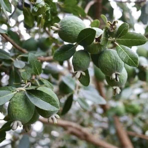 تصویر 3 از فروش نهال فیجوا بالغ + شناسنامه دار