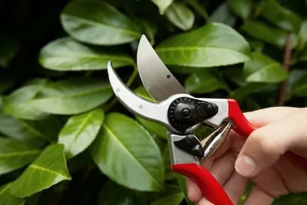 تصویر 3 از قیمت خرید قیچی باغبانی عمده به صرفه و ارزان