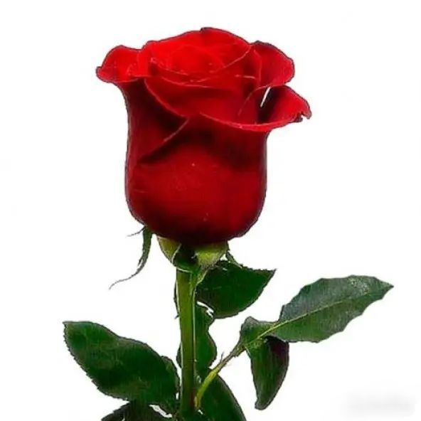 خرید گل شاخه بریده