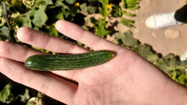 تصویر 1 از قیمت خرید خیارشور نول + فروش ویژه