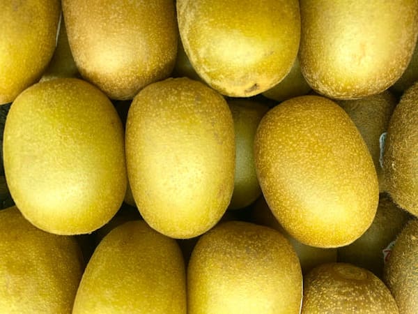 تصویر 2 از قیمت روز کیوی تو زرد گیلان