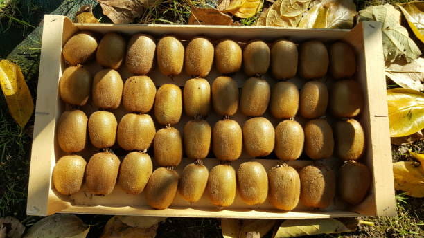 تصویر 2 از خرید جدیدترین انواع کیوی طلایی گیلان
