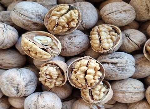 تصویر 1 از گردو کاغذی قیمت فروش عمده