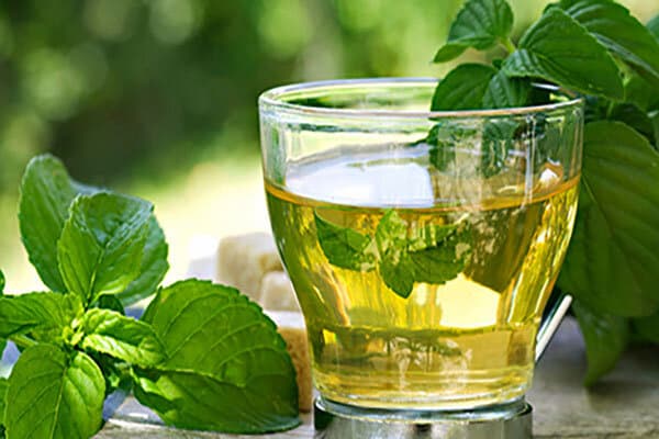 خرید عمده انواع نعنا + قیمت ویژه