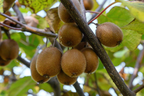 تصویر 3 از بهترین کیوی ارگانیک گلخانه ای + قیمت خرید عالی