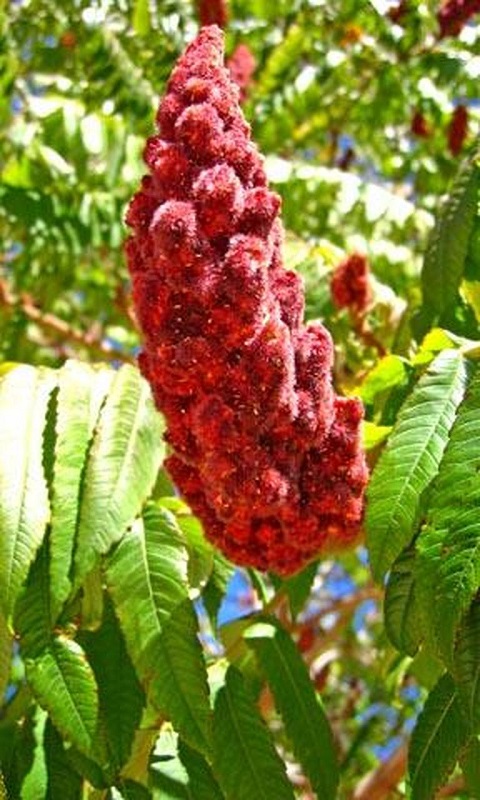 تصویر 2 از خرید و فروش عمده سماق قرمز خوشه با کیفیت ممتاز