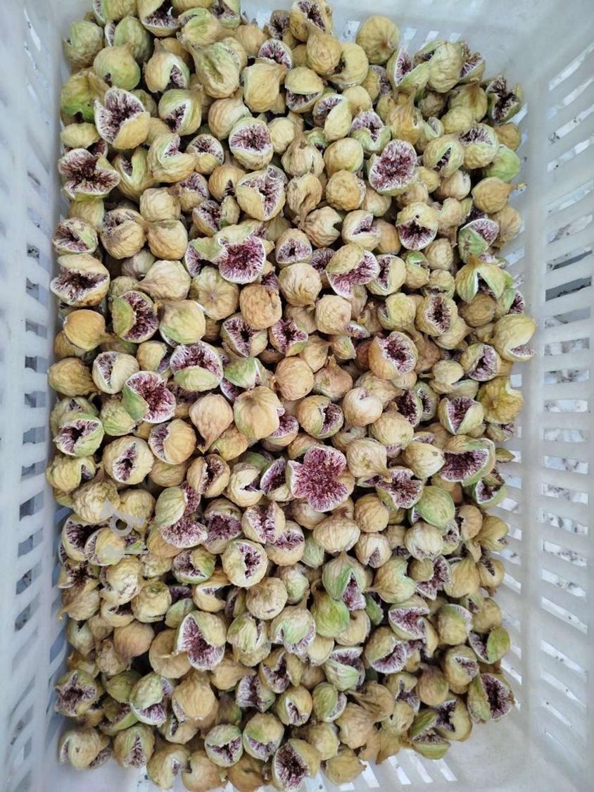 تصویر 1 از انجیر خشک استهبان + خرید مستقیم از باغ دار