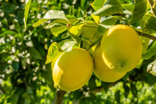 تصویر 5 از قیمت روز لیمو ترش پیوندی پایه لیمو