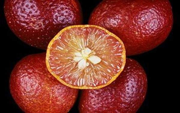 تصویر 1 از قیمت خرید لیمو ترش خونی + فروش ویژه