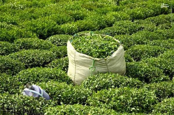 فروش چای ایرانی درجه یک + قیمت خرید به صرفه