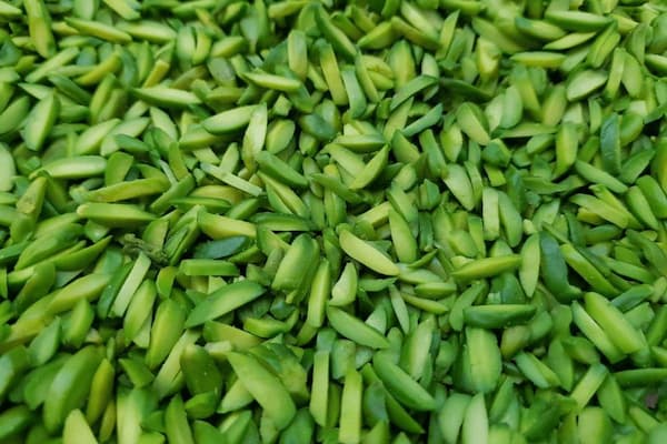 تصویر 4 از راهنمای خرید خلال پسته اقتصادی + قیمت عالی