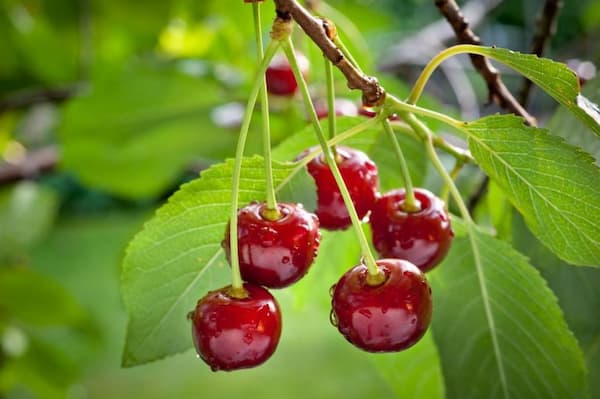 تصویر 4 از خرید آبمیوه پاکتی 1L آلبالو + بهترین قیمت