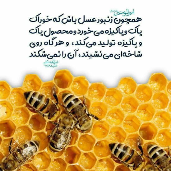 تصویر 5 از قیمت شگفت انگیز عسل صادراتی + فروش استثنائی
