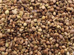 تصویر 2 از بادام درختی زرین مرغوب و صادراتی