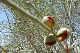 تصویر 6 از فروش بادام کوهی طبیعی از ارتفاعات فارس + بدون سم و کود شیمیایی