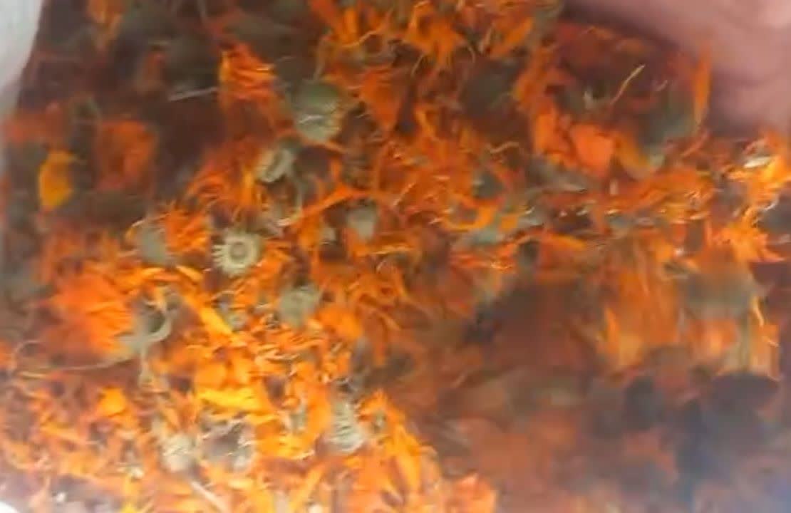 تصویر 1 از خرید و فروش عمده گل همیشه‌ بهار تازه و خشک با کیفیت ممتاز