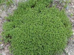 خرید عمده آویشن کوهی (دنایی)