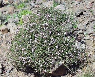 تصویر 3 از خرید عمده آویشن کوهی (دنایی)