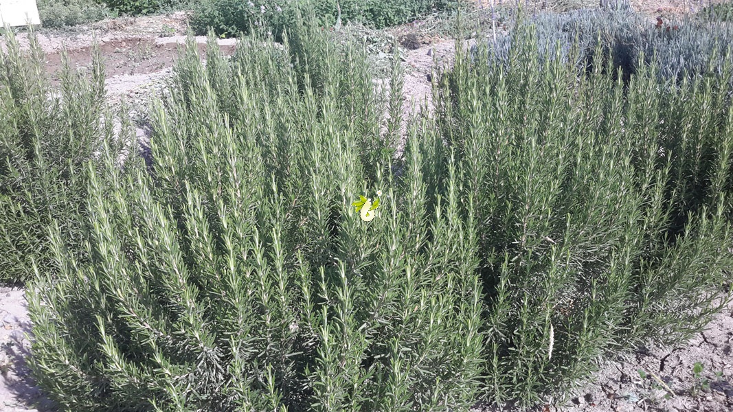 تصویر 1 از فروش عمده رزماری خشک با کیفیت ممتاز