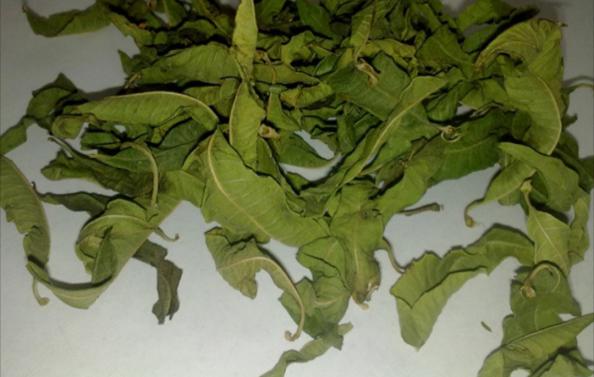 تصویر 3 از خرید عمده بادرنجبویه برگ خشک + قیمت رقابتی صادراتی