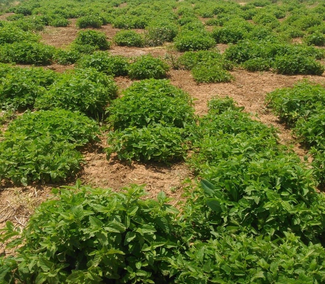 تصویر 4 از خرید عمده بادرنجبویه برگ خشک + قیمت رقابتی صادراتی