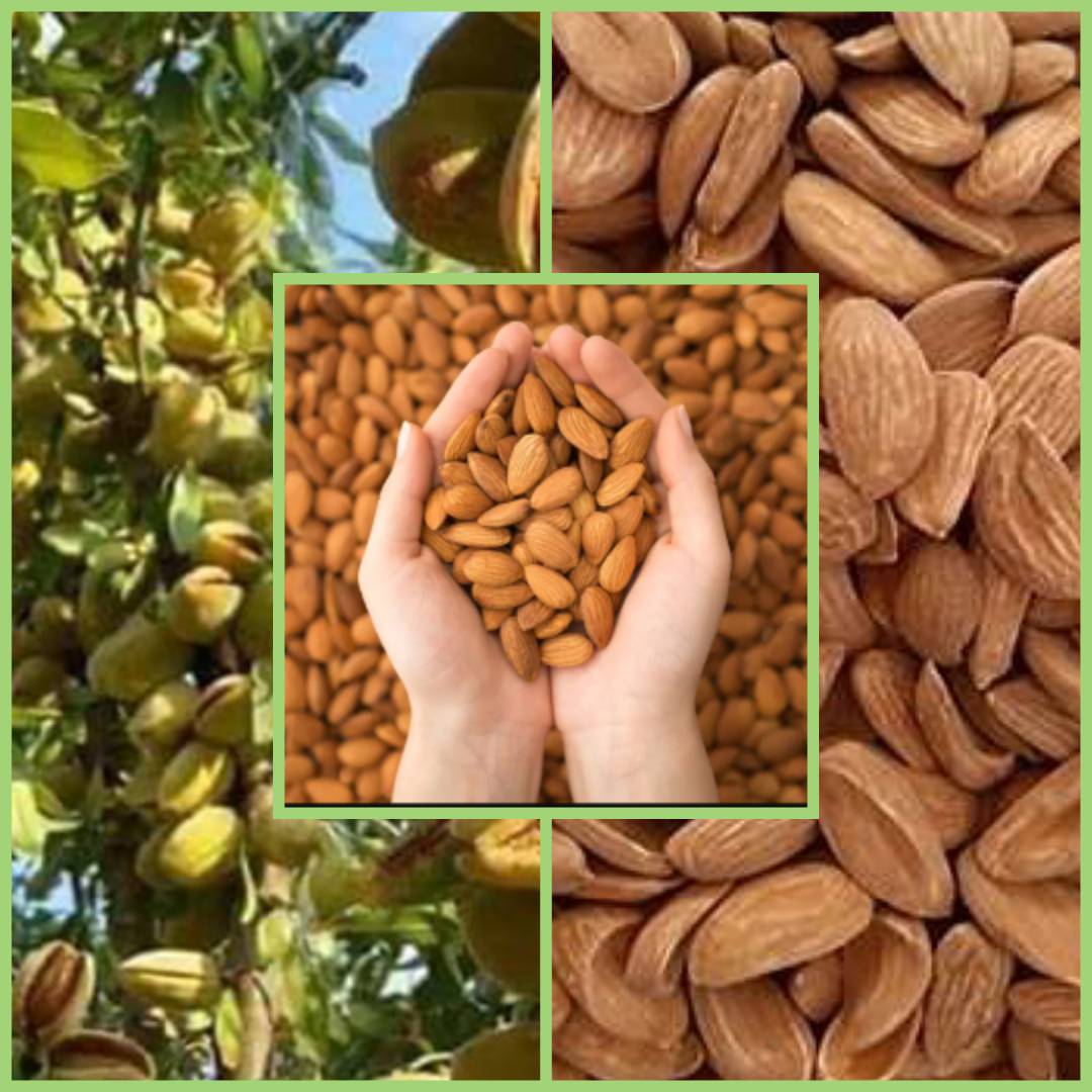 تصویر 3 از فروش عمده بادام ایرانی درجه یک مناسب برای صادرات